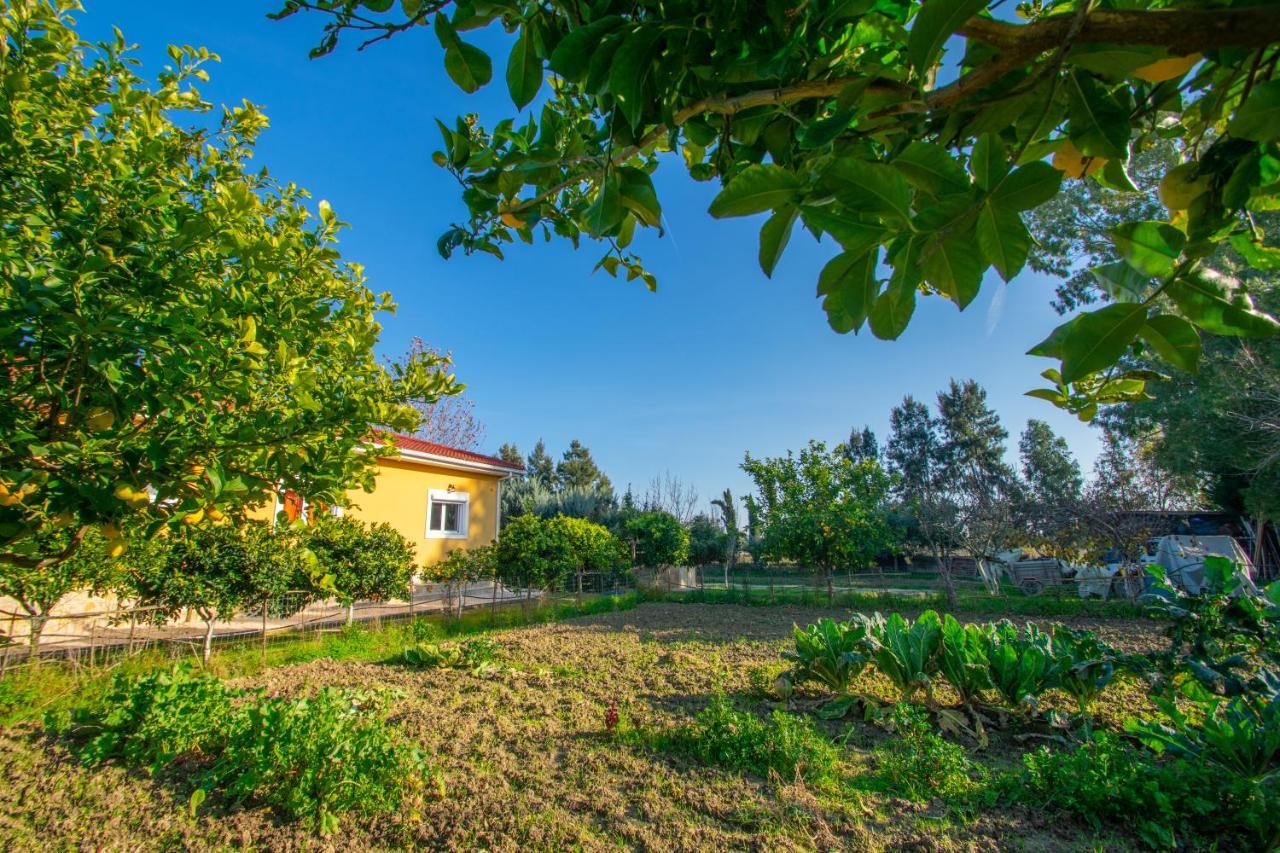Loukas Farm House Áyios Kírikos Kültér fotó